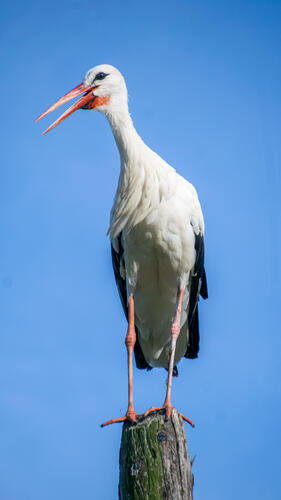 Stork on a pole